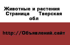  Животные и растения - Страница 3 . Тверская обл.